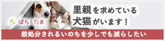 全国の犬猫ペットの里親募集マッチングサイト｜ぽちとたま