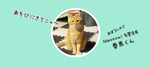 Meooow!名誉会長
春馬くん
