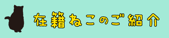 在籍ねこのご紹介